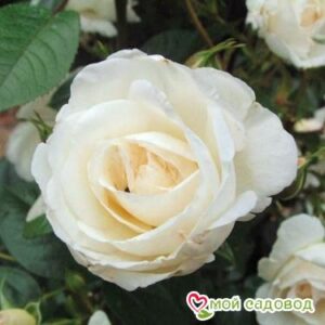 Роза Спрей белый в Белореченске