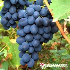 Ароматный и сладкий виноград “Августа” в Белореченске