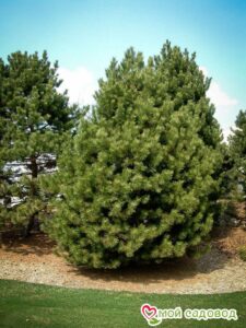 Сосна Чёрная (Pinus Nigra) в Белореченске