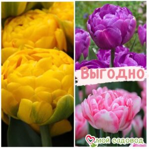 Красота в тройной выгоде! Только для любителей тюльпанов! в Белореченске