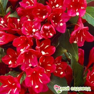 Вейгела цветущая “Ред Принц” в Белореченске