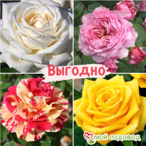 Набор Чайно-гибридные розы! в Белореченске