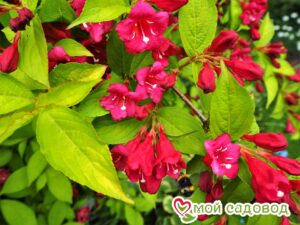 Вейгела цветущая “Рубидор” в Белореченске