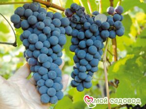 Виноград Амурский синий в Белореченске