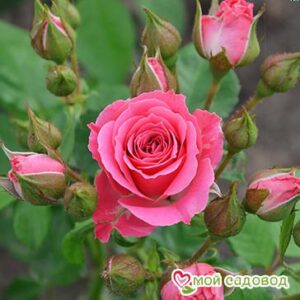 Роза Спрей розовый в Белореченске