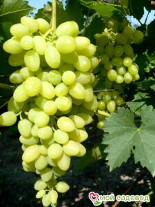 Виноград Осенний крупноплодный в Белореченске