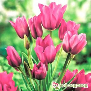 Тюльпан многоцветковый Пурпл Букет в Белореченске