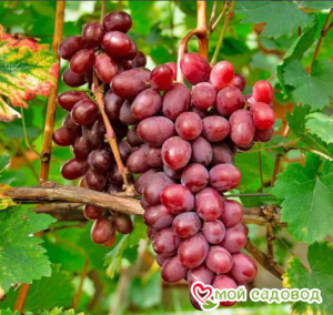 Виноград Виктория винная в Белореченске
