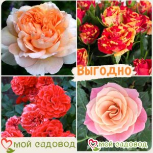 Комплект роз! Роза плетистая, спрей, чайн-гибридная и Английская роза в одном комплекте в Белореченске