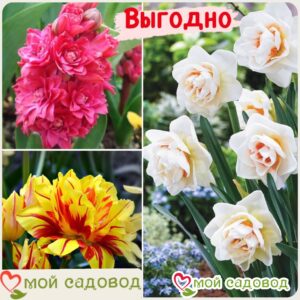 Весенний набор луковичных цветов в Белореченске