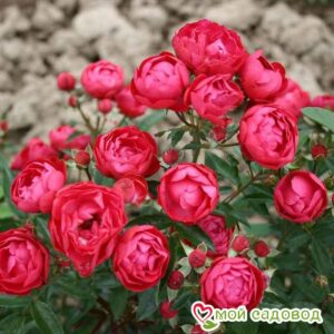 Роза полиантовая Морздаг Ред (Morsdag Red) в Белореченске