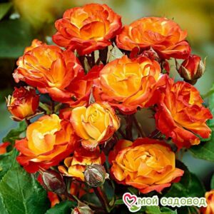 Роза полиантовая Румба (Rumba) в Белореченске