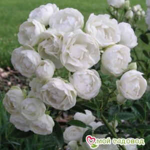 Роза полиантовая Морздаг Уайт (Morsdag White) в Белореченске
