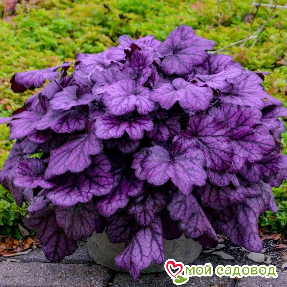 Гейхера Вайлд Роуз