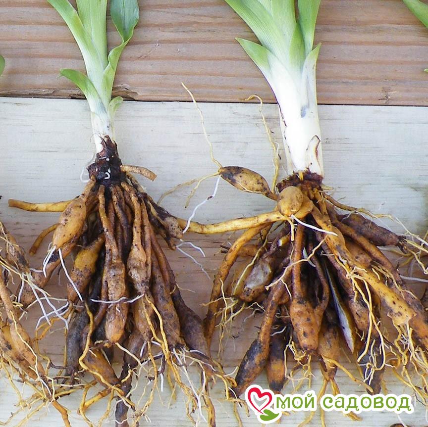 Лилейник Люмьер